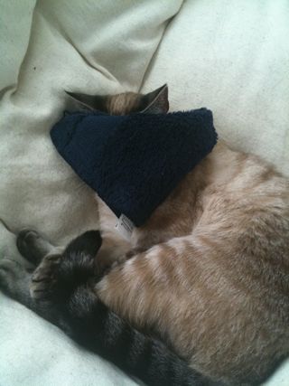 cat wearing eye mask